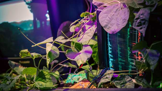 Hof van Cartesius presents Rooted Frequencies